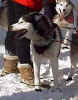 Iditarod 2001 Check In