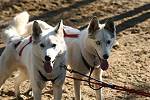 Bingo and Bongo on a August training run