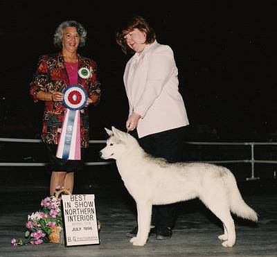 A fabulous show dog  /  A quality lead dog