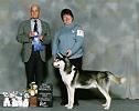 Winner of Open class at the 2003 Siberian Husky Club of Canada National Specialty under Merc Cresap