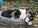 Chester curled up in a tire