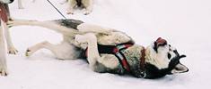 Grover LOVES to roll in the snow