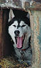 Yawning in house house at Howling Dog Farm