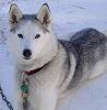 Nahanni March 2005 - Photo by Donna Quante