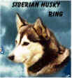 Siberian Husky Ring