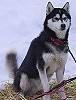 At a Checkpoint on Iditarod Trail