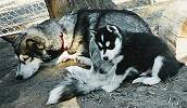 Striker as a pup with his mom, Gitana