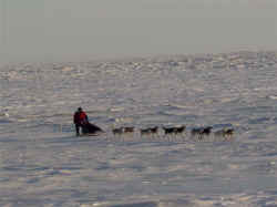 Iditarod 2006 - Possibly Norton Sound