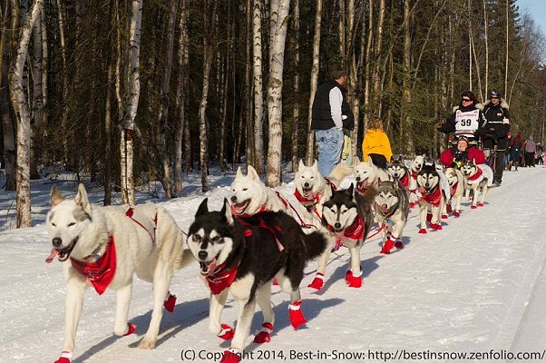 iditarod huskies